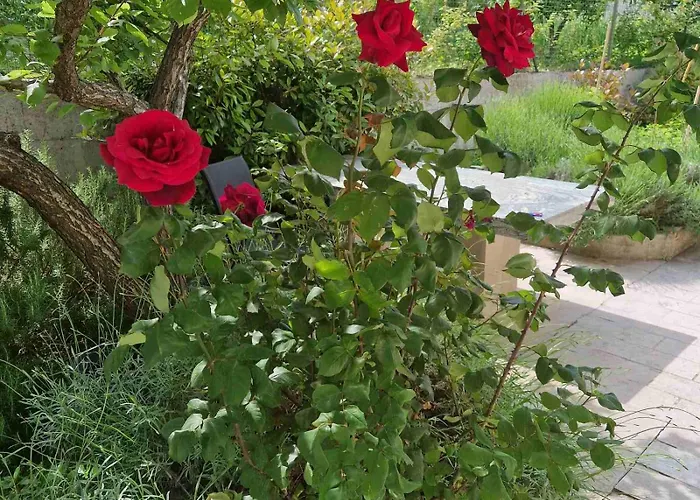 Rosemary * 伊佐拉